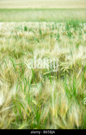 Wheatfield, close-up Banque D'Images