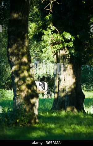 Le pâturage des vaches laitières, arbres en premier plan Banque D'Images