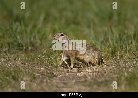 Erdhörnchen Ziesel spermophilus Citellus citellus Erdmännchen spermophile souslik d'Europe Banque D'Images