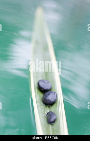 Pierres sur la feuille de palmier, flottant sur l'eau, blurred motion Banque D'Images