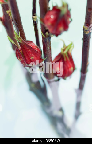 Rouge en fleurs exotiques fleurs tropicales du rouge découle en partie des plantes submergées dans l'eau Banque D'Images