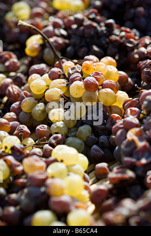 Le flétrissement de raisins empilées ensemble pour appuyer sur Banque D'Images