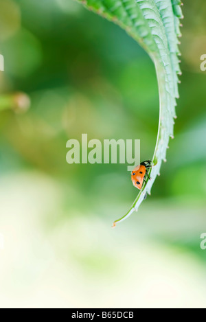 Ladybug ramper jusqu'feuilles incurvées