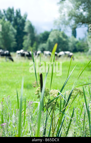 De hautes herbes, troupeau de vaches laitières en arrière-plan Banque D'Images