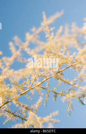 Branche sans feuilles, close-up Banque D'Images