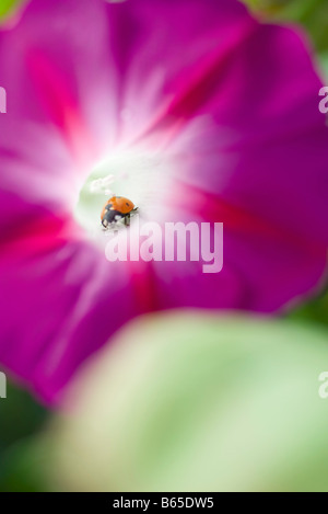 Lady bug crawling sur morning glory flower, close-up Banque D'Images