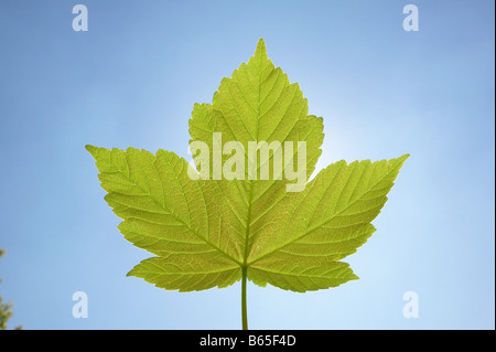 Feuille de platane contre le ciel bleu Banque D'Images