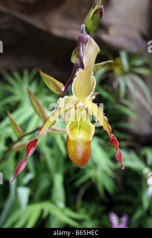 PHRAGMIPEDIUM. Apprentis sorciers. ORCHID. Banque D'Images