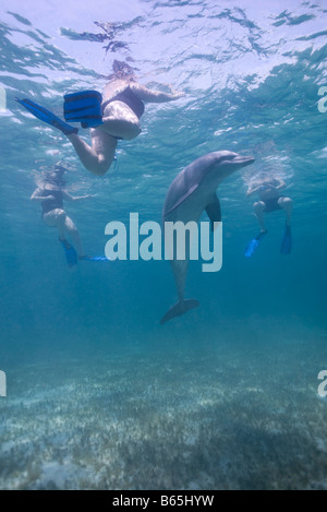 L'île de Grand Bahama Bahamas Freeport Grand dauphin Tursiops truncatus en captivité nager avec les touristes en Caraïbes Banque D'Images