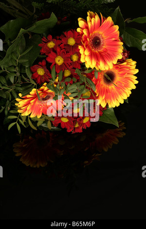 Un gerbera jaune en pleine floraison Banque D'Images