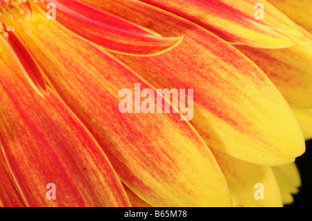 Un gerbera jaune en pleine floraison Banque D'Images
