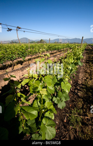 Winery and Vineyard Francisco Undurraga vallée du Maipo Chili Banque D'Images