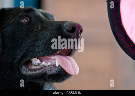 Avec désir convoité, ce Labrador noir,attend la commande suivante pour récupérer son Frisbee. Banque D'Images