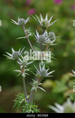 Eryngium bourgatii PICOS BLEU . Banque D'Images