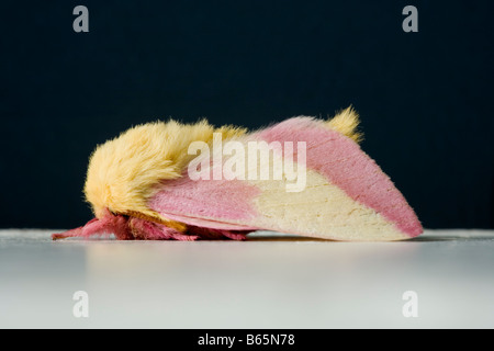 Rosy (érable Dryocampa rubicunda) au repos sur le cadre de la porte où il a été trouvé. Banque D'Images