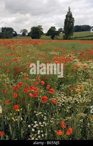 Papaver rhoeas en juin cornfield Banque D'Images