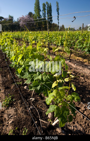 Winery and Vineyard Francisco Undurraga vallée du Maipo Chili Banque D'Images