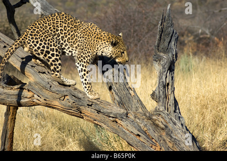 Leopard dans un arbre à la fondation Africat Namibia Banque D'Images