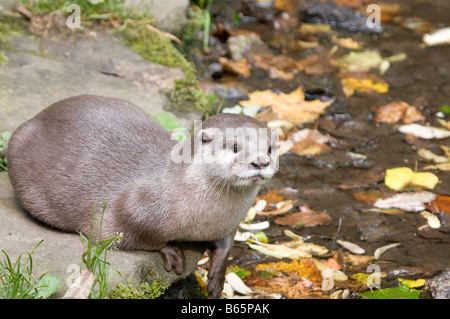 D'Asie en captivité griffes courtes amblonyx cinereus (otter) Sanctuaire de faune dans le Derbyshire, Angleterre Banque D'Images