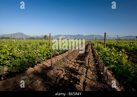 Winery and Vineyard Francisco Undurraga vallée du Maipo Chili Banque D'Images