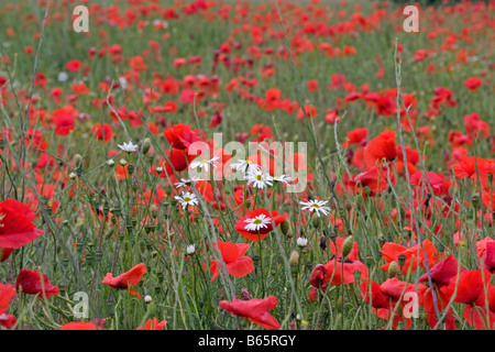 Papaver rhoeas en juin cornfield Banque D'Images