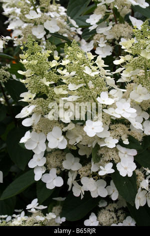 Un GROS PLAN D'Hydrangea paniculata FLORIBUNDA BLANC Banque D'Images