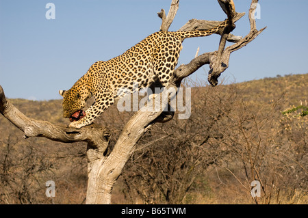 Leopard dans un arbre à la fondation Africat Namibia Banque D'Images