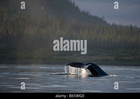 USA Alaska Baleine à bosse Megaptera novaengliae queue ascenseurs alors que retentissant dans Frederick Sound Banque D'Images