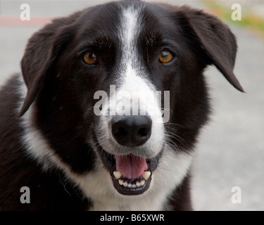 Chien heureux chien Border Collie souriant à la caméra. Banque D'Images