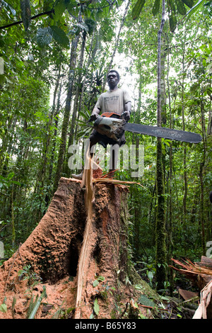 Bûcherons couper un arbre près de Morere, dans la concession d'exploitation extension Turama, Province du Golfe, la Papouasie-Nouvelle-Guinée Banque D'Images