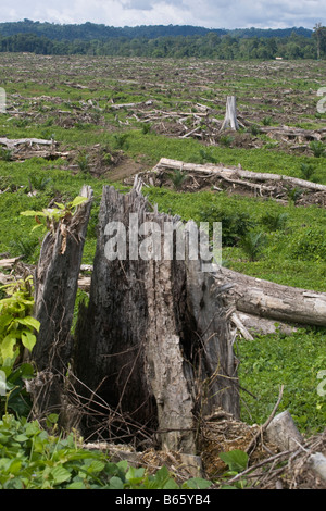 Les arbres des forêts naturelles abattus récemment jeter parmi les arbres nouvellement plantés d'huile de palme sur plantation de palmier à huile, la Papouasie-Nouvelle-Guinée Banque D'Images