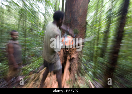 Bûcherons couper un arbre près de Morere, dans la concession d'exploitation extension Turama, Province du Golfe, la Papouasie-Nouvelle-Guinée. Banque D'Images