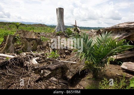 Les arbres des forêts naturelles abattus récemment jeter parmi les arbres nouvellement plantés d'huile de palme sur une plantation de palmier à huile, la Papouasie-Nouvelle-Guinée Banque D'Images