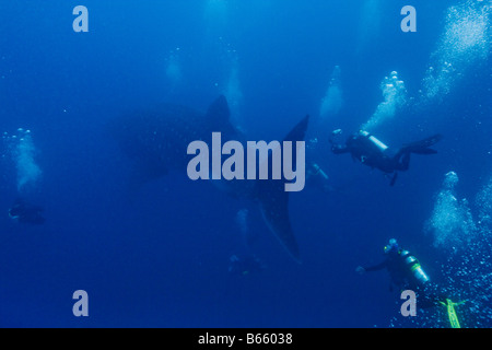 L'Équateur Îles Galapagos Darwin Island vue sous-marine de plongeurs de concentration autour d'un requin baleine Rhincodon typus Banque D'Images