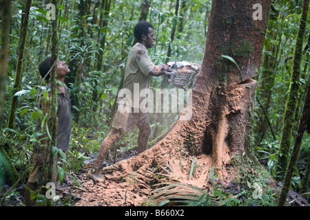 Bûcherons couper un arbre près de Morere, dans la concession d'exploitation extension Turama, Province du Golfe, la Papouasie-Nouvelle-Guinée. Banque D'Images