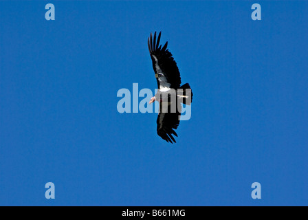 Condor de Californie en survolant le Grand Canyon, Arizona Banque D'Images