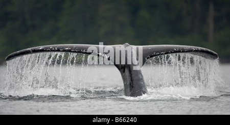 USA Alaska Baleine à bosse Megaptera novaengliae queue ascenseurs alors que retentissant dans Frederick Sound Banque D'Images