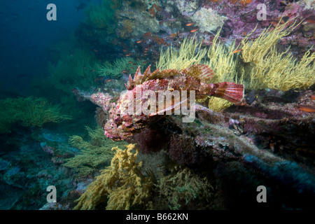 Parc national des Îles Galapagos Équateur Cousins Rock Stone Scorpionfish Scorpaena mystes Banque D'Images