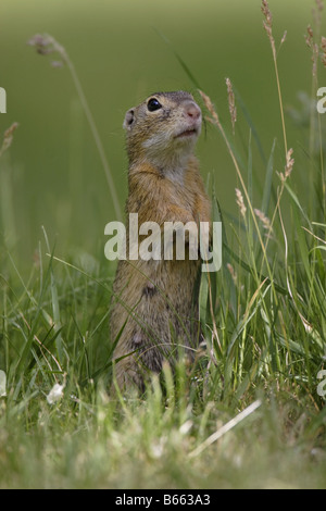 Erdhörnchen Ziesel spermophilus Citellus citellus Erdmännchen spermophile souslik d'Europe Banque D'Images