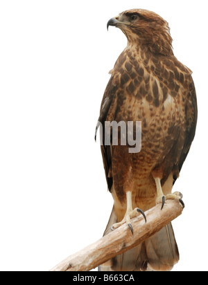 Pèlerin un oiseau de proie isolé sur fond blanc Banque D'Images