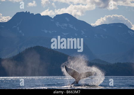 USA Alaska Angoon Baleine à bosse Megaptera novaengliae slapping en queue sur Détroit Chatham après-midi d'été Banque D'Images