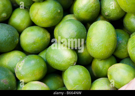 Citron vert frais dans le marché au Liban Moyen-orient Banque D'Images