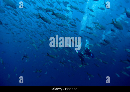 L'Équateur Îles Galapagos Darwin Island vue sous-marine de plongeurs entouré par des poissons tropicaux de l'école Banque D'Images