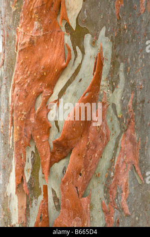 Rainbow eucalyptus (Eucalyptus deglupta) écorce close up Jardins Botaniques George Brown Darwin Australie Territoire du Nord Banque D'Images