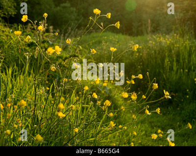 Meadow Buttercup Plwmp Ceredigion West Wales Banque D'Images