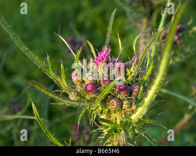 Cirsium palustre Plwmp Ceredigion West Wales Banque D'Images