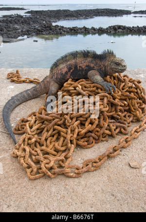 Parc national des Îles Galapagos Équateur l'île de Santa Cruz Puerto Ayora Iguane marin Amblyrhynchus cristatus reposant sur l'ancre Banque D'Images