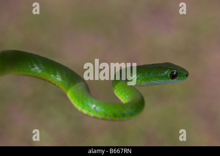 Green mamba serpent venimeux, Afrique Ouganda Banque D'Images