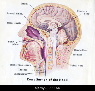 1940 schéma médical de tête humaine Banque D'Images