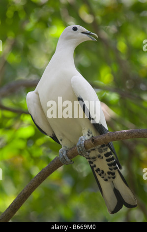 Le pigeon impérial (Ducula bicolor) haletant et déployer ses ailes dans la chaleur du jour Australie Territoire du Nord Sept. Banque D'Images